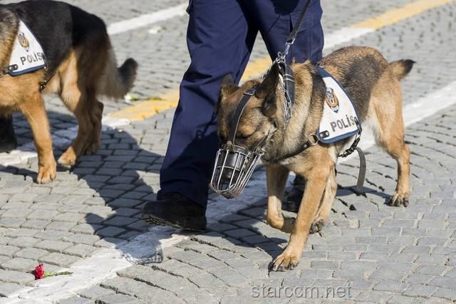 警犬培训行业的革新挑战：实习生管理的痛点与突破