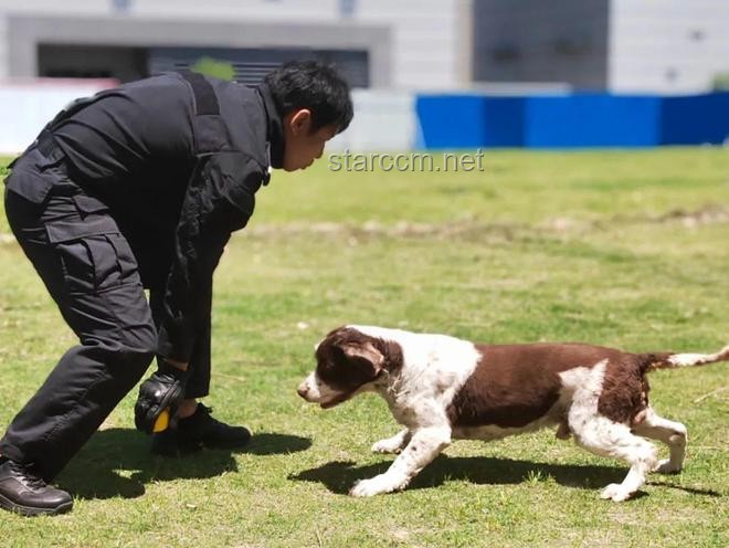 警犬培训行业的革新挑战：实习生管理的痛点与突破